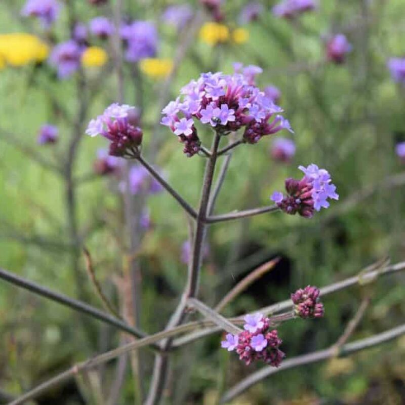 Verbena bonariensis 'Lollipop'PBR ---